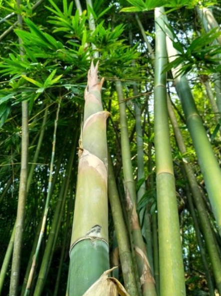 《人生果实》之竹笋——在农村种植竹笋的新技术