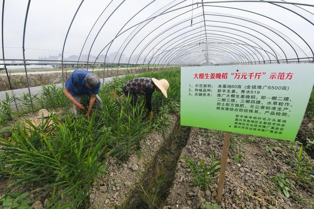 （经济）生姜种植新模式助农增收