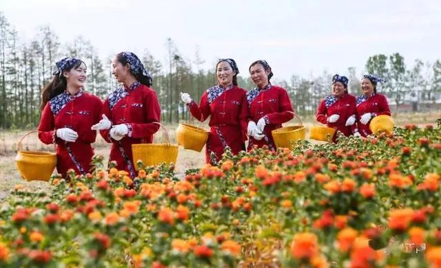 红花养殖，在河南的种植管理及栽培技术