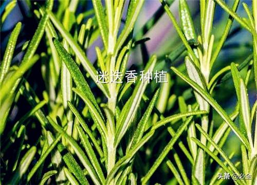 迷迭香怎么种植？2019种植前景如何？