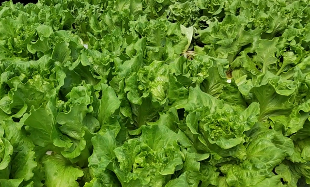 生菜定植后如何管理？学会海藻精的使用，生根快，长势好