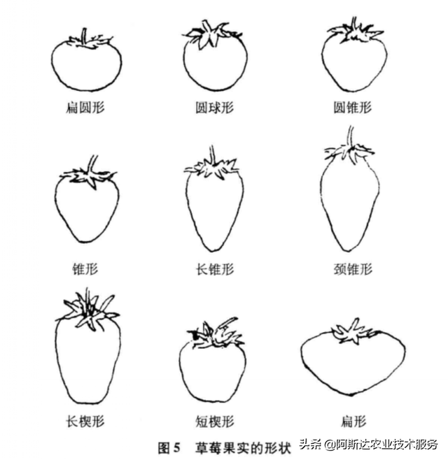 大棚草莓高产高效种植关键技术分析