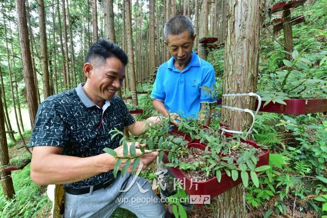 江西全南：林下种植铁皮石斛 助推脱贫攻坚