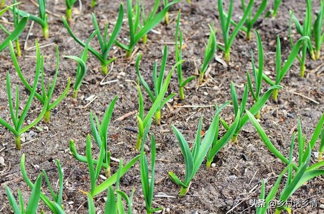 种植小葱、菠菜和大蒜，施肥浇水记三点，用错了苗不齐、苗不长