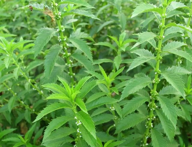 农田里一“野草”，根茎似冬虫夏草，人称“土虫草”，是珍贵药草