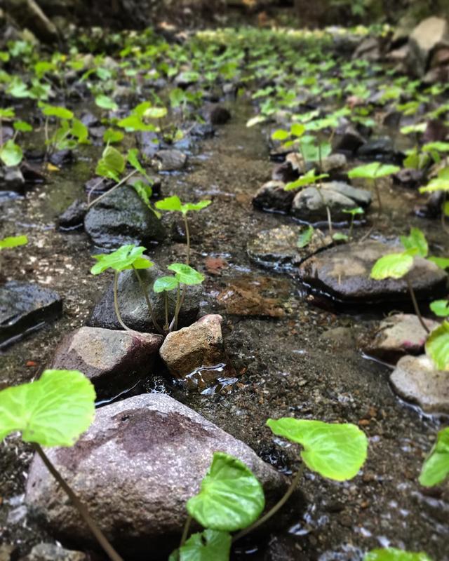 远山里的珍馐——山葵的生长日记