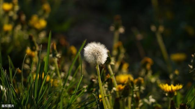 蒲公英“野味”足，人工栽培难，掌握这几个小技巧，高产不是空话