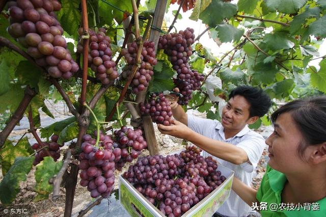 无籽水果真是转基因或抹避孕药种出来的吗？看完这篇文章全明白！