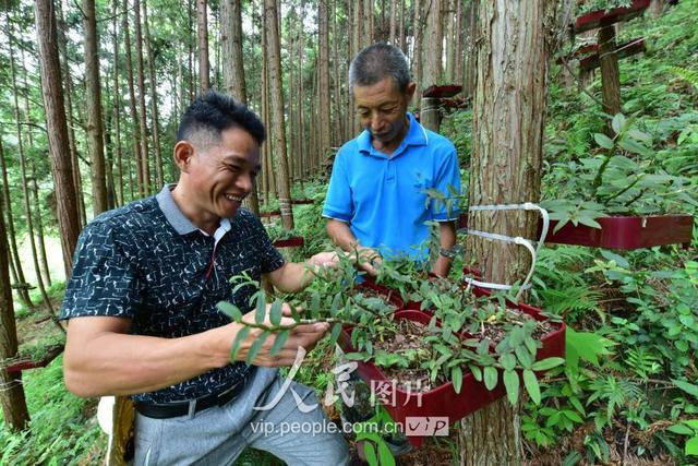 江西全南：林下种植铁皮石斛 助推脱贫攻坚