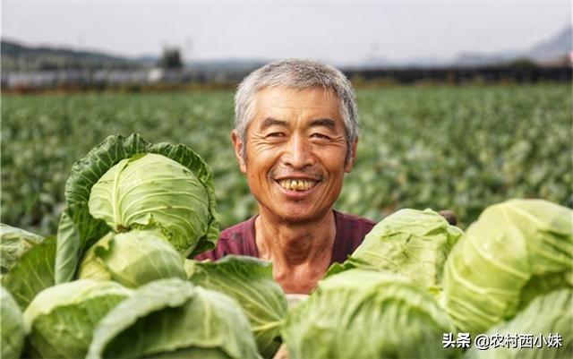 包菜的种植技巧管理要点