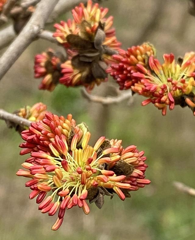 适合荒山种植的7种树，只要管理到位，每亩收益在15-50万