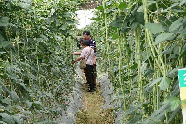 冬季也能种豆角，掌握4点种植技术，冬季大棚豆角长得好