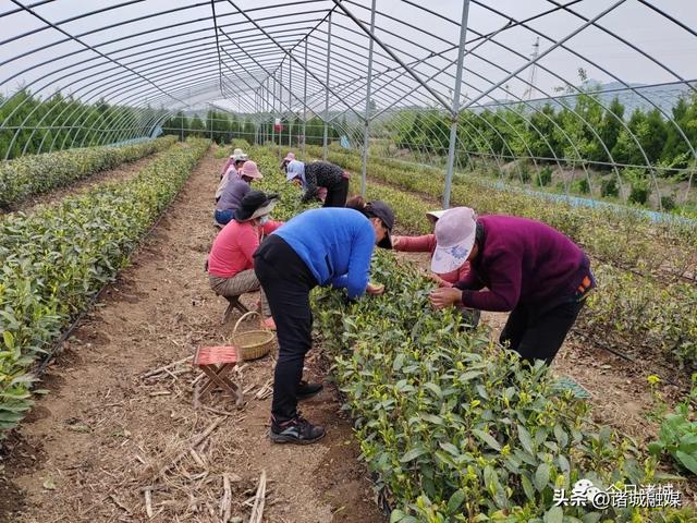 李境会走出的有机茶“高端路”