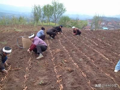 山药种植技术，一定注意几点