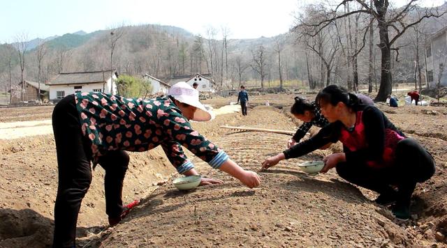 山东农民种植西洋参去年赔3万，反而扩种50亩，猜猜5年后能赚多少