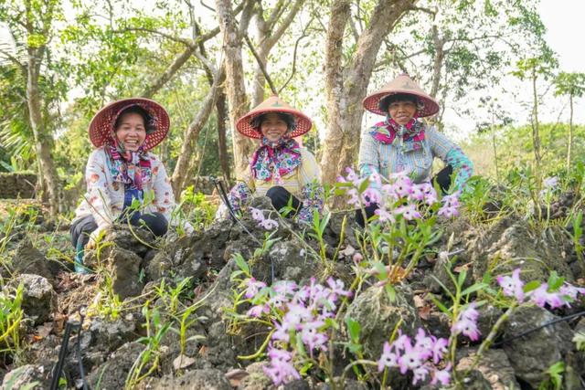 海南这个村的石头会“开花”，还能“生钱”……