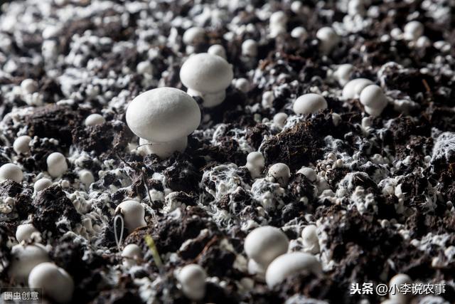 蘑菇种植基本常识，确定不来了解一下吗？