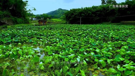 湖北大哥种的莲藕为何年年高产？老农户大哥：施肥技术很关键