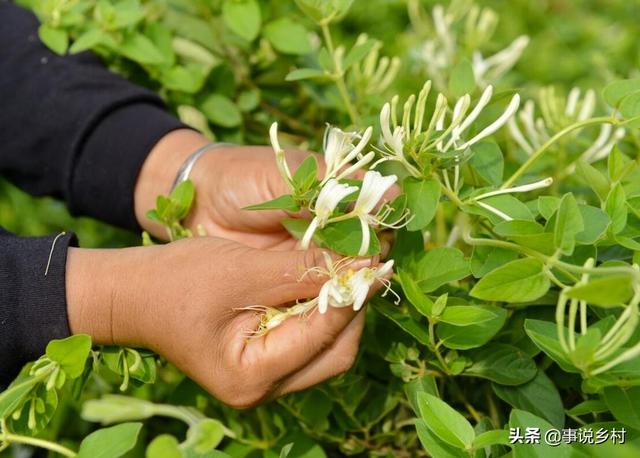 金银花种植六个步骤，从选苗到修剪，轻松种出高品质金银花