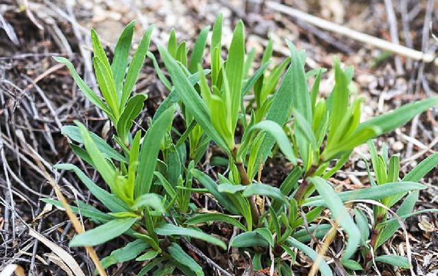 山中1野草人称“山麻楂”，包饺子比“荠菜”好吃，遇见别错过