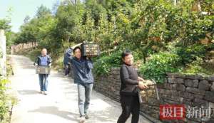 冷地方适合种植的水果(湖北建始：金果梨飘香，果农丰收忙)