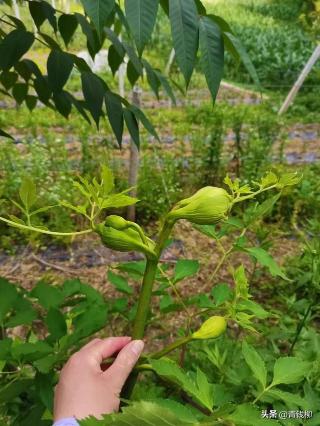 桂北高山独活林下种植技术