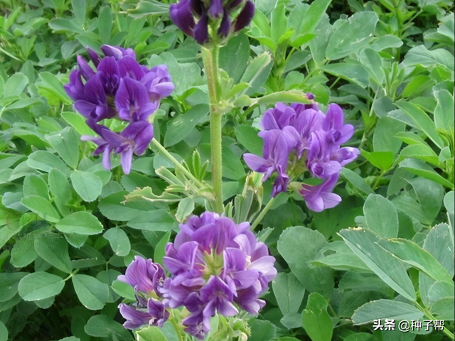 牧草营养之最—紫花苜蓿，饲养价值高，可青饲，青贮，制作干草