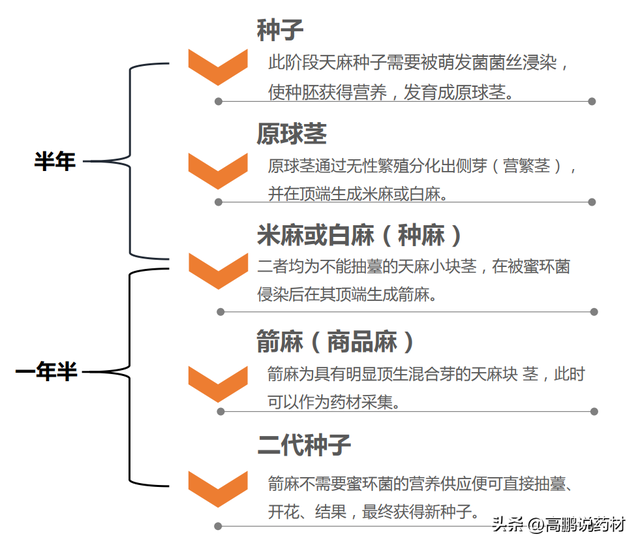 【技术交流】天麻的种植技术