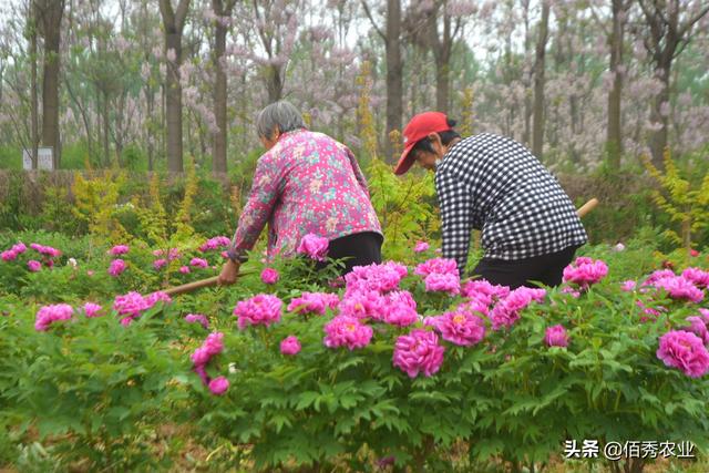 油用牡丹浑身是宝，曾被炒得火热，如今种植户无奈贱卖为哪般？