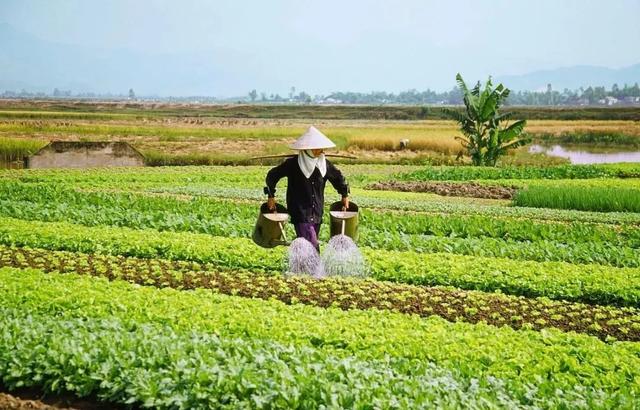 200万蔬菜基地1万甩卖都没人要，种植大户狂喊救命