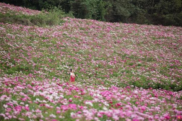 四川这座小城，藏着全国最大片的芍药花，即将进入观赏期