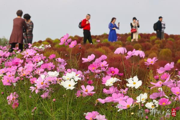 花开海上，40万株地肤进入最佳观赏期