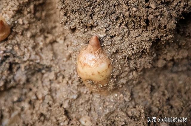 【技术交流】天麻的种植技术