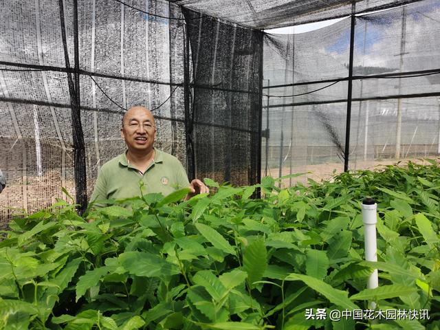 种植菌根共生苗，一棵树年均收入200元，连续受益30年