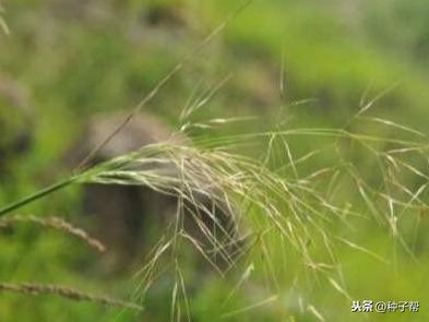 用途广泛种植简单的芨芨草，栽培技术介绍