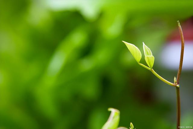 豆角的种植技术｜保证高产、优质