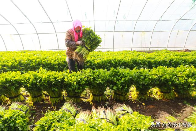 种植速生绿叶蔬菜施肥要谨慎，避免亚硝酸盐含量过高危害饮食安全