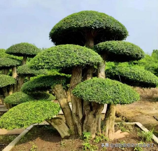 庭院常用高档植物—对节白蜡