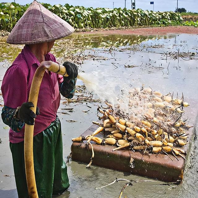 最好吃的藕在湖北？广东人：我不服