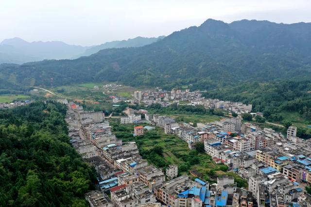 贵港这里藏着“广西盆景第一村”！年销售盘景8000多万元