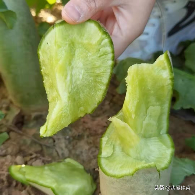 春天也可种植的青萝卜，你还不赶紧种一些