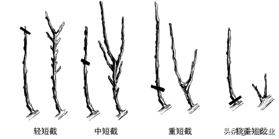 梦幻般的铁线莲的基本养护和修剪小知识