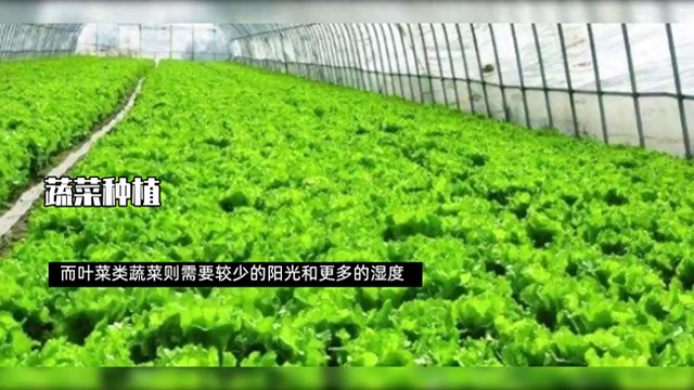 种植蔬菜的基本步骤，你知道多少？