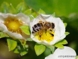 冬季草莓如何种植(冬季提高草莓果实品质，要从这几方面下着手)