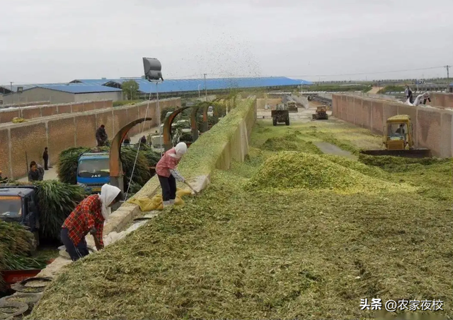 青贮玉米饲料的窑制方法，养殖场年年用，节省精饲料还省事、长膘