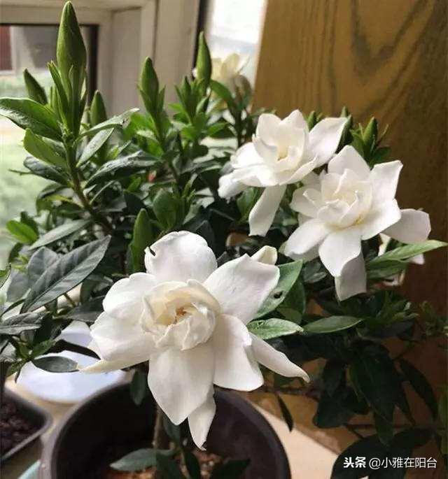 养栀子花，注意两个小细节，栀子花不干叶不黄叶，绿油油花苞超多