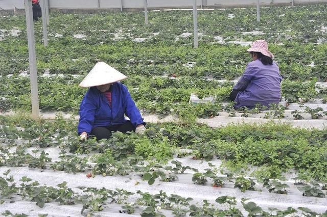 草莓10月份管理：把握关键时期，实现高产优质！