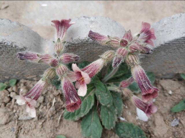 地黄花又叫蜜罐，移栽养护做好这几点，花色鲜艳还可做美食