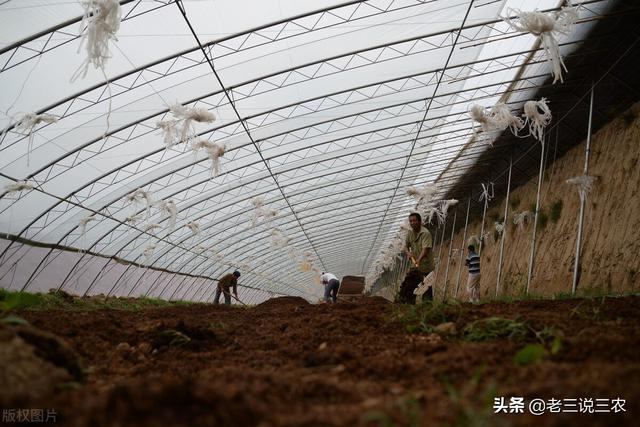 刚刚公布！一文讲透地膜花生增产30%的11大技巧！高产必备！