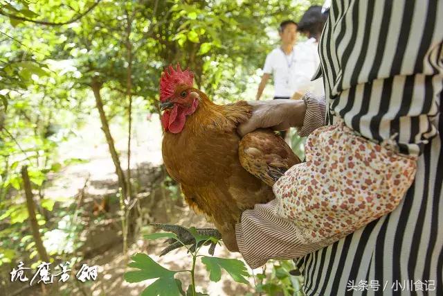 留坝为什么选择这些食材 翎芳宴 之好食材短视频-土蜂蜜、西洋参